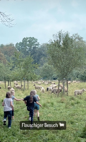 Kinder laufen Schafen entgegen